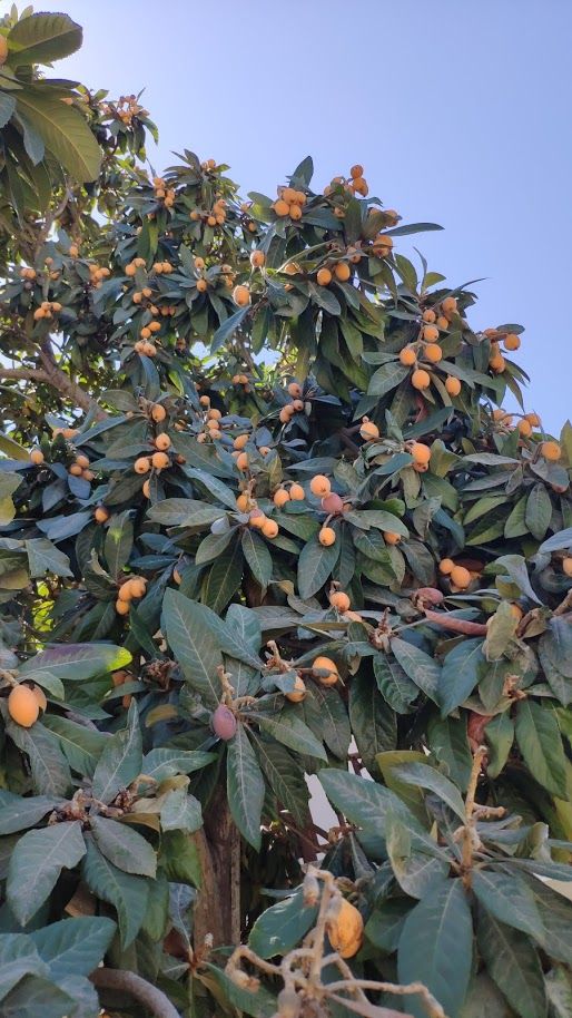 Сезон фруктов и овощей в Алании